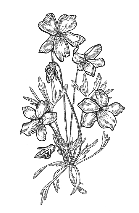 470x720 Plants 1 Denise Mikowski