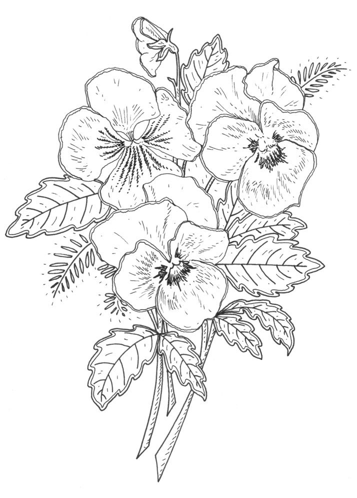 714x995 Photos Flower Drawing Designs,