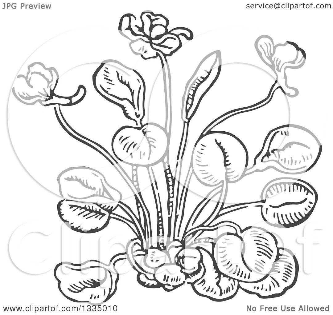 1080x1024 Clipart Of A Black And White Woodcut Aromatic Herbal Sweet Violet