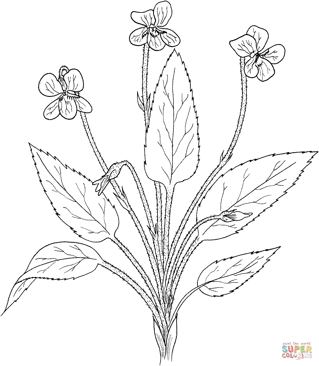1021x1171 Violet Coloring Pages Free Coloring Pages