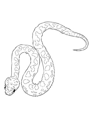 360x480 Horned Viper Coloring Page Free Printable Coloring Pages