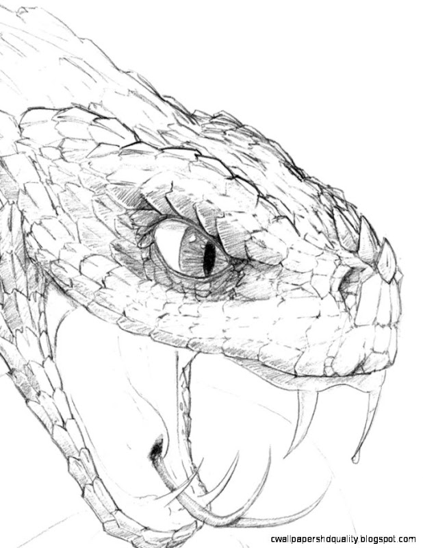 618x800 Snake Head Drawings Wallpapers Hd Quality