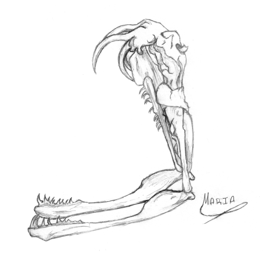 900x900 Gaboon Viper Skull By Charlysombrerowearer