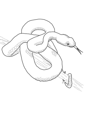 360x480 Pit Viper Coloring Page Free Printable Coloring Pages