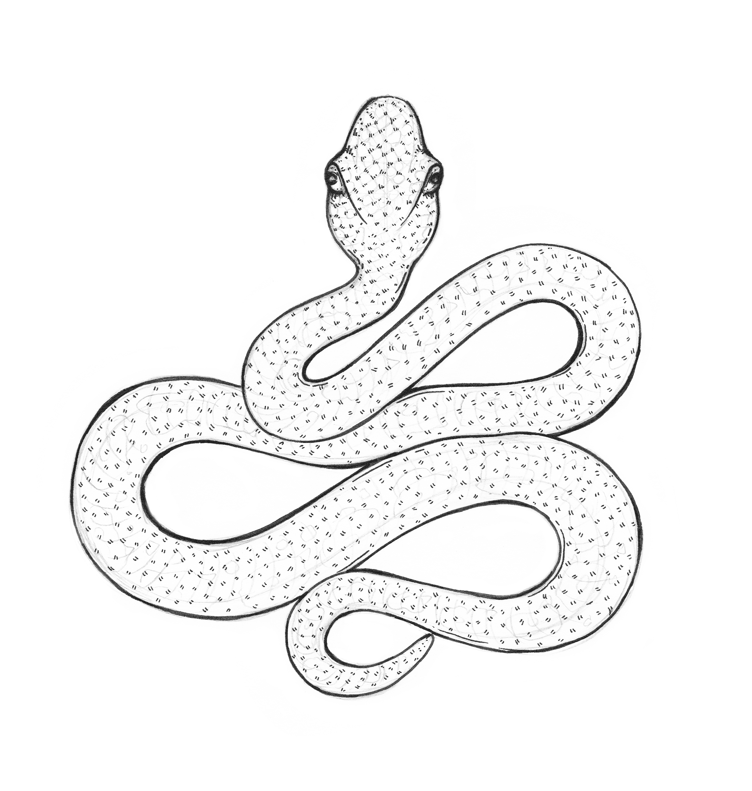 2514x2645 Snake Drawing Eugenia Hauss