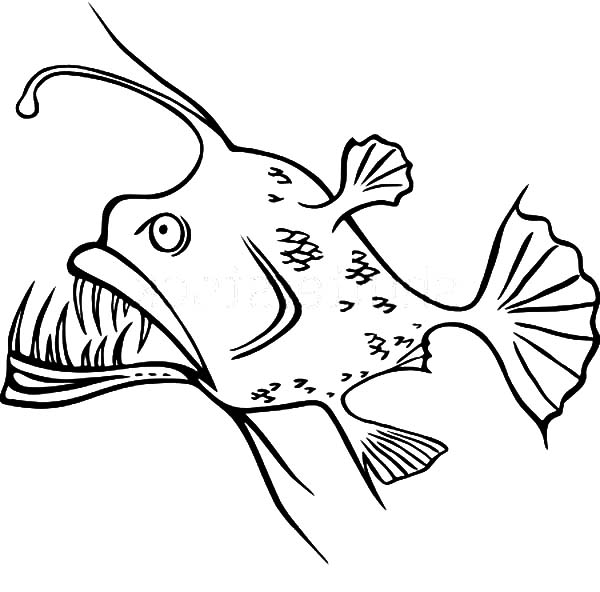 600x592 Angler Fish Coloring Pages