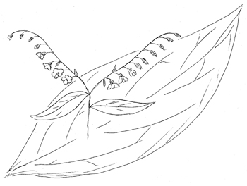 350x264 Hackelia Virginiana, Virginia Stickseed