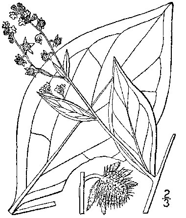 380x445 Virginia Stickseed, Hackelia Virginiana (L.) I. M. Johnst.