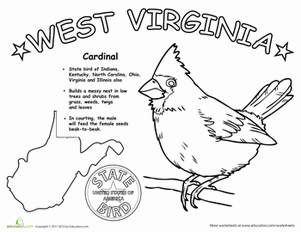 301x232 West Virginia State Bird Worksheet