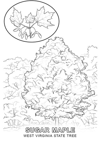340x480 West Virginia State Tree Coloring Page Free Printable Coloring Pages