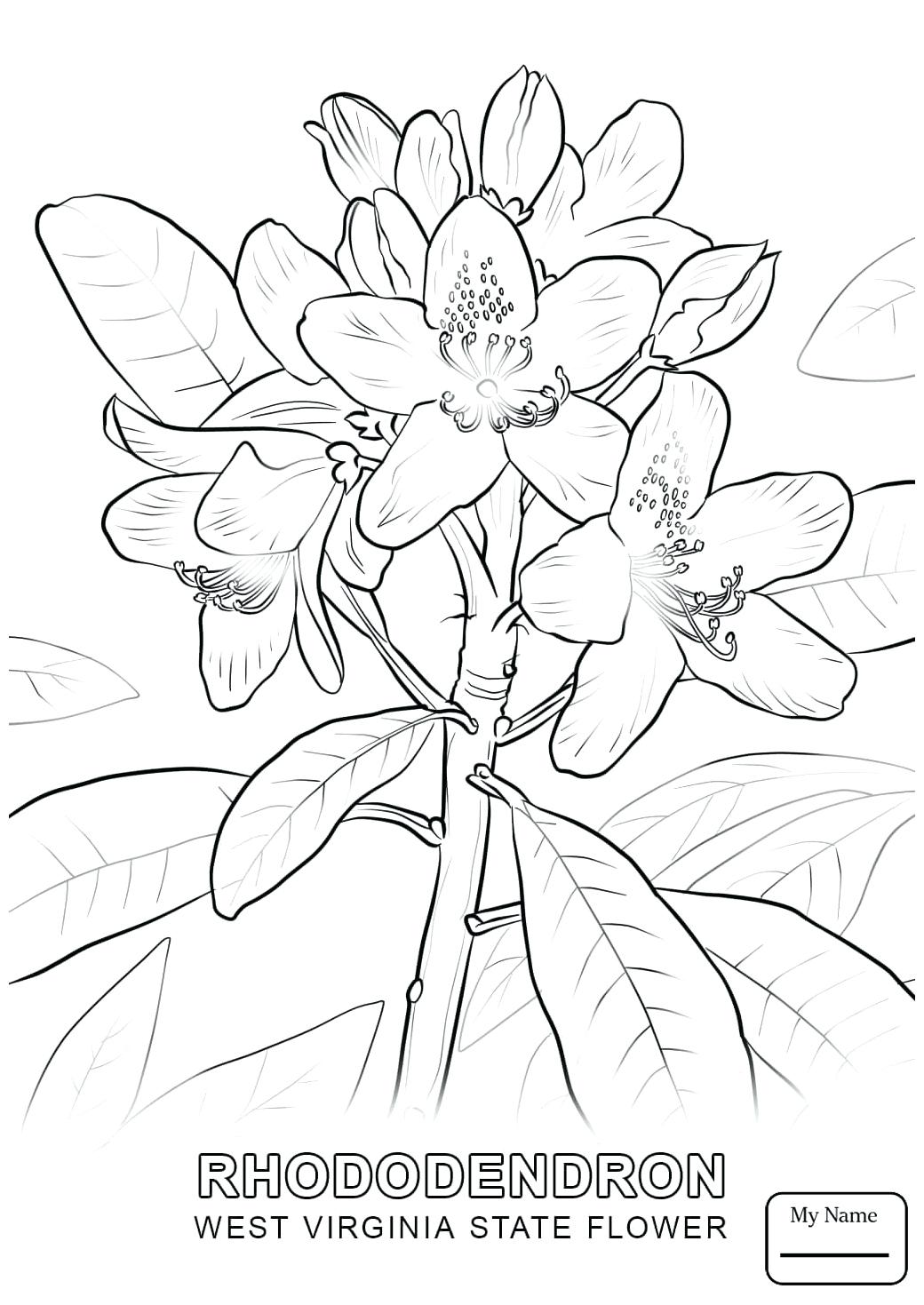 1040x1469 Coloring Virginia State Flag Coloring Page