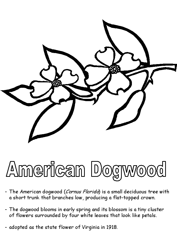 718x957 American Dogwood Coloring Page