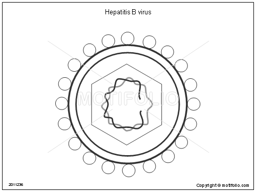 500x375 Hepatitis B Virus Illustrations