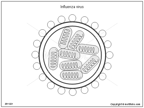500x375 Influenza Virus Illustrations