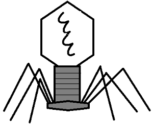 300x245 Viruses (Notes)