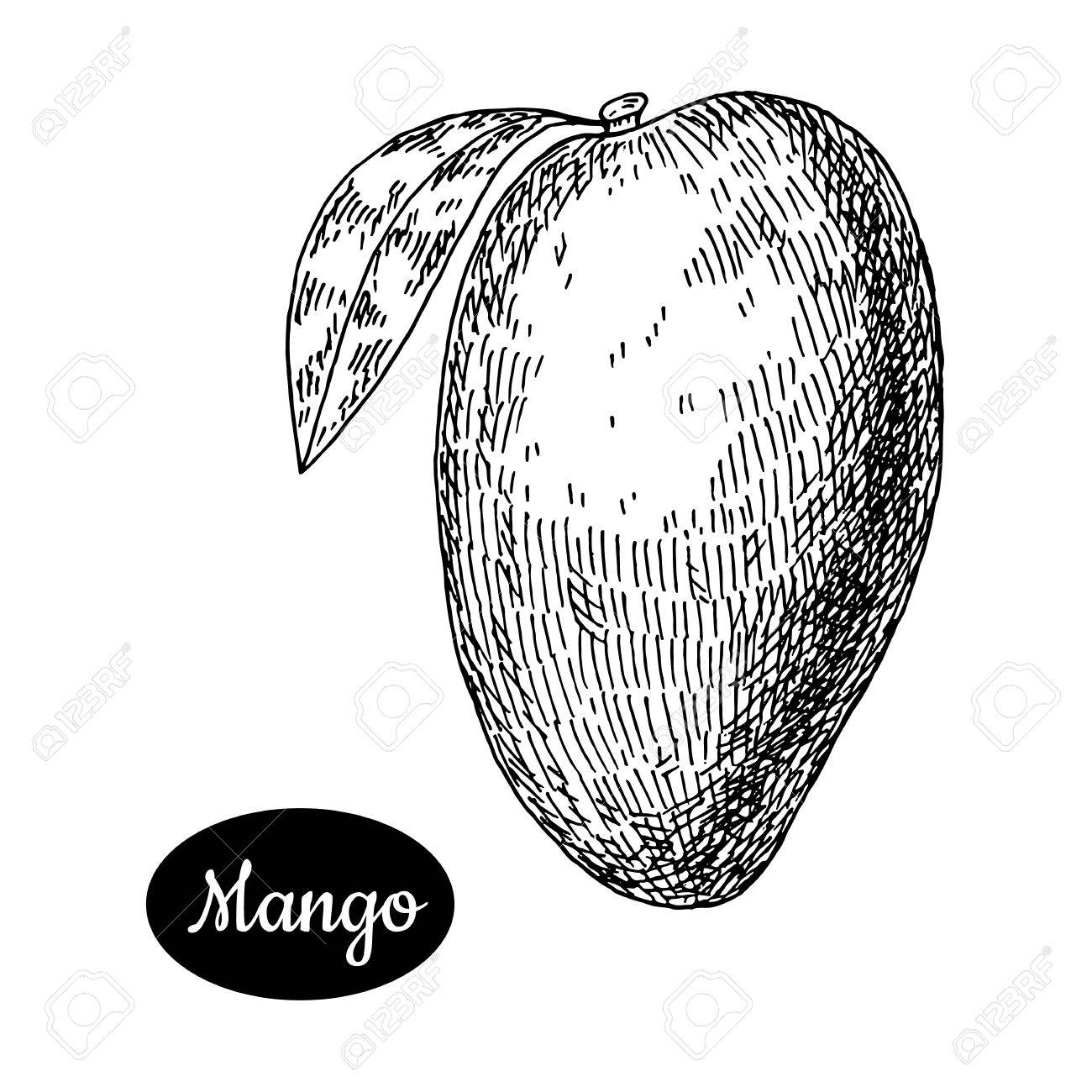 1300x1300 Fresh Mango Hand Drawn Sketch Style Tropical Summer Fruit Vector