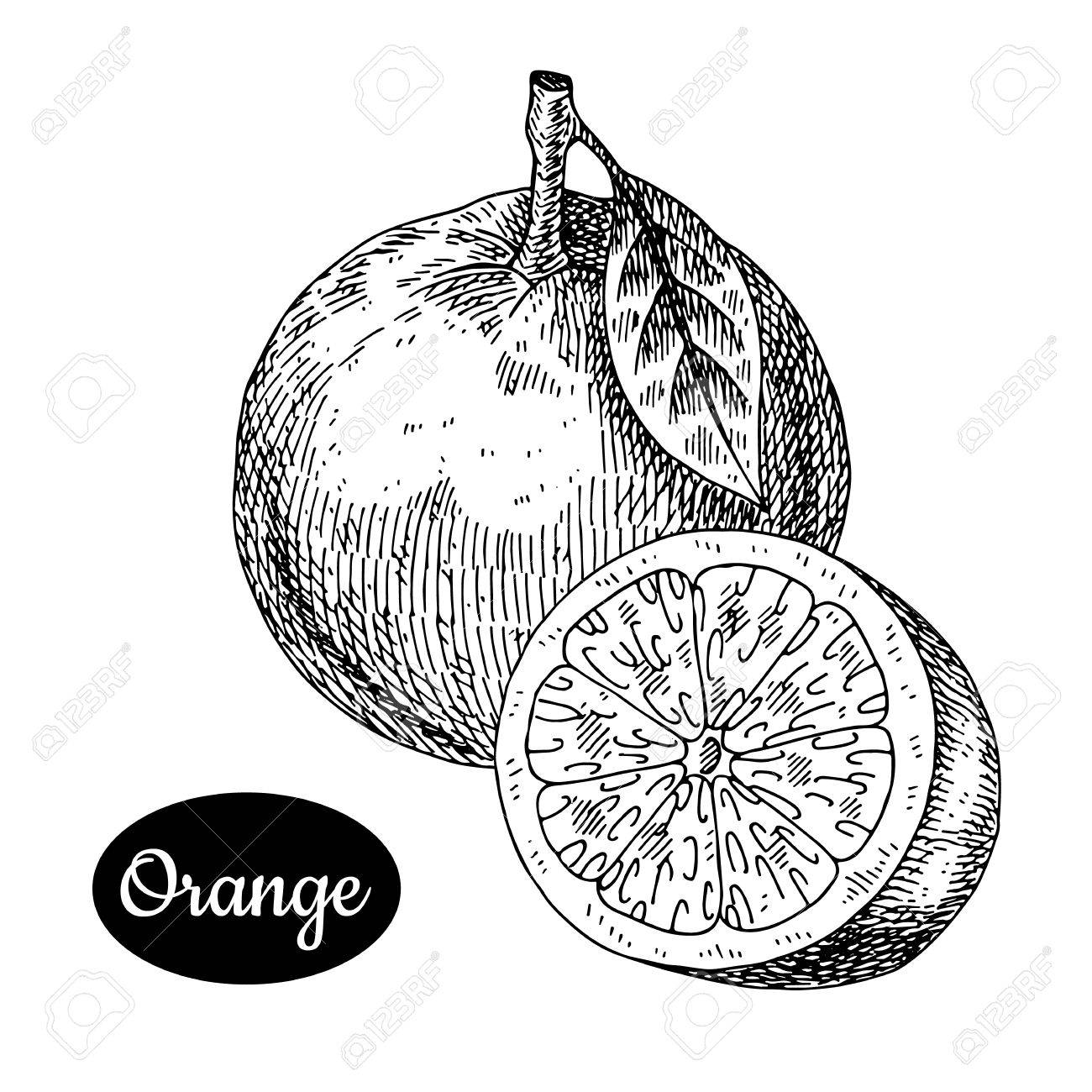 1300x1300 Fresh Orange. Hand Drawn Sketch Style Tropical Summer Fruit Vector