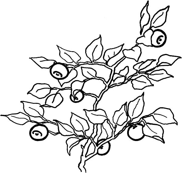 600x568 Full Of Vitamin Blueberry Bush Coloring Pages Best Place To Color