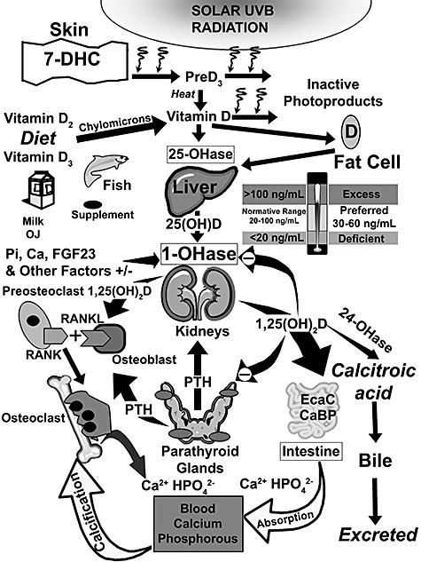 475x633 Schematic Representation The Synthesis And Metabolism