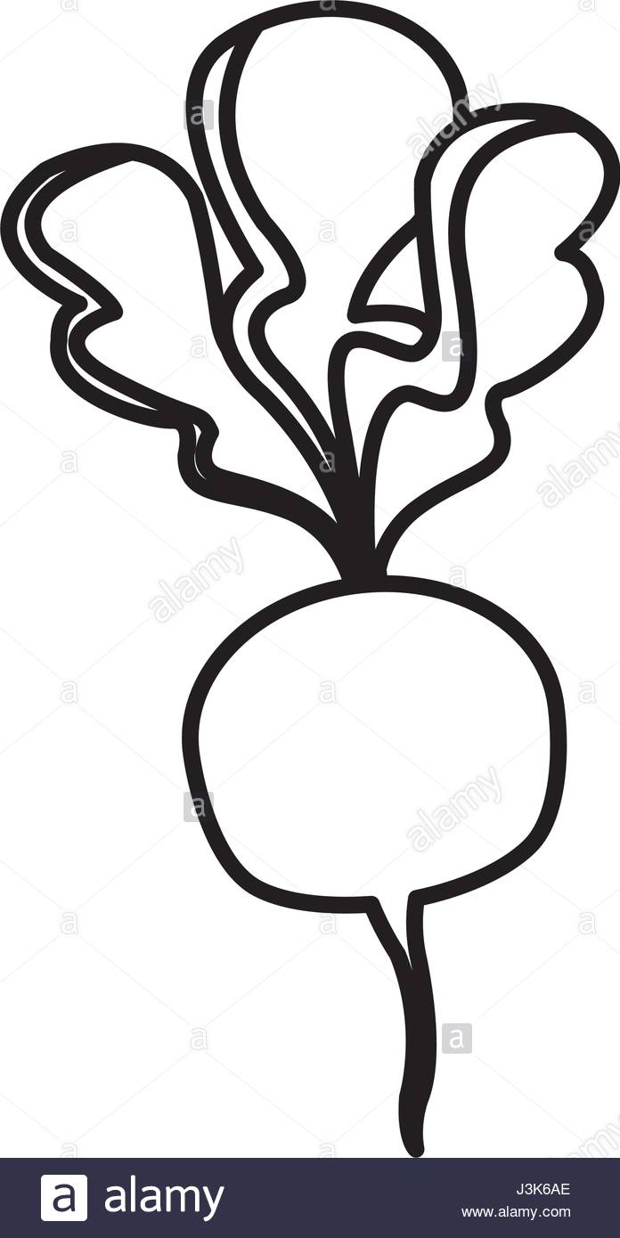 696x1390 Beet Vegetable Nutrition Vitamin Food Line Stock Vector Art