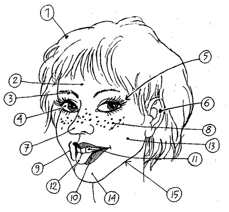 747x690 Face Parts Vocabulary Learning English Lesson