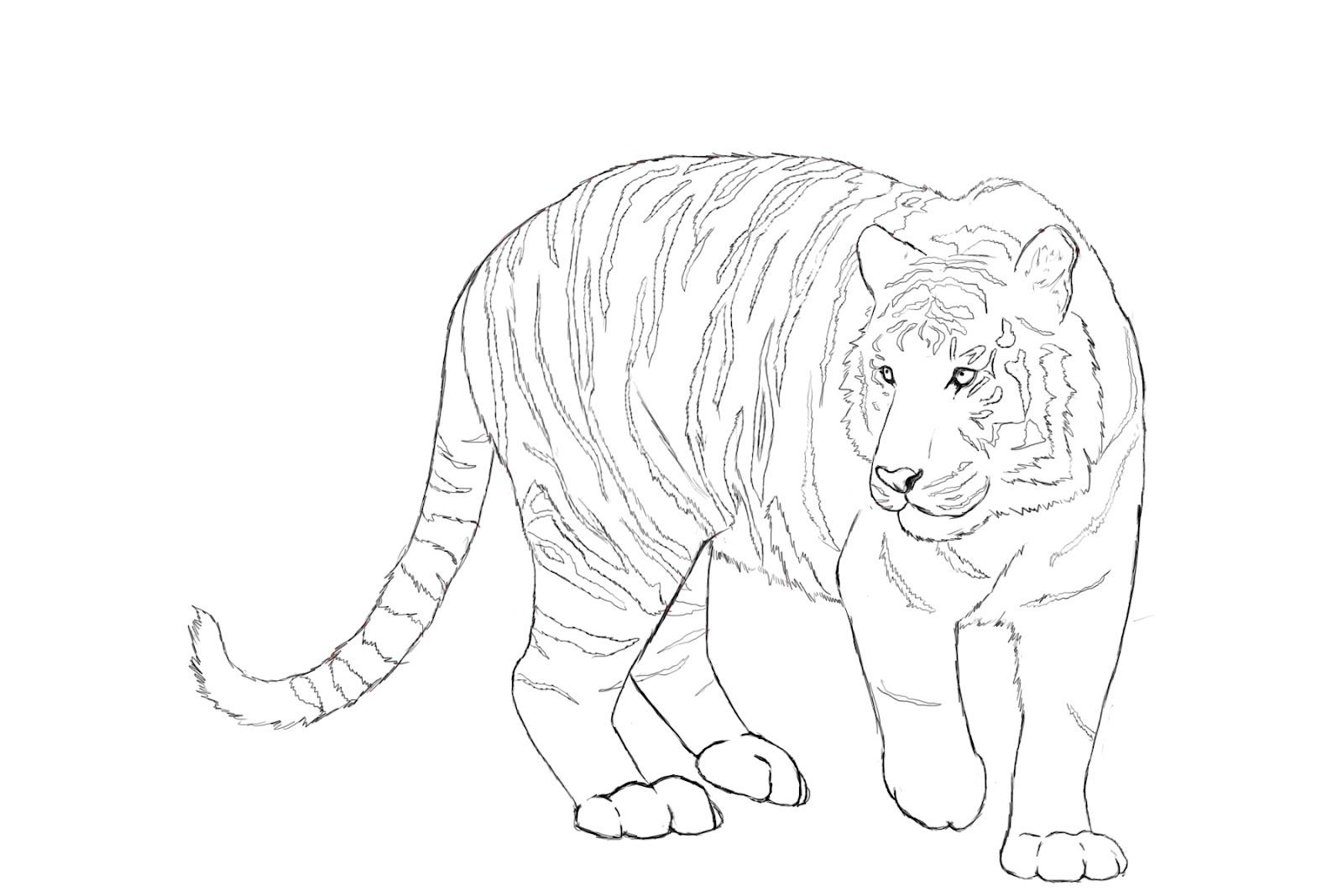 1600x1067 How To Draw A Tiger