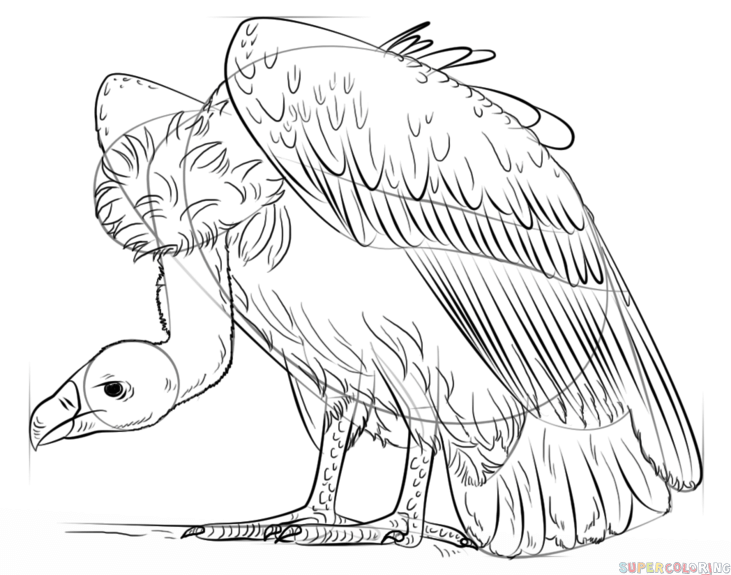 731x575 How To Draw A Vulture Step By Step Drawing Tutorials