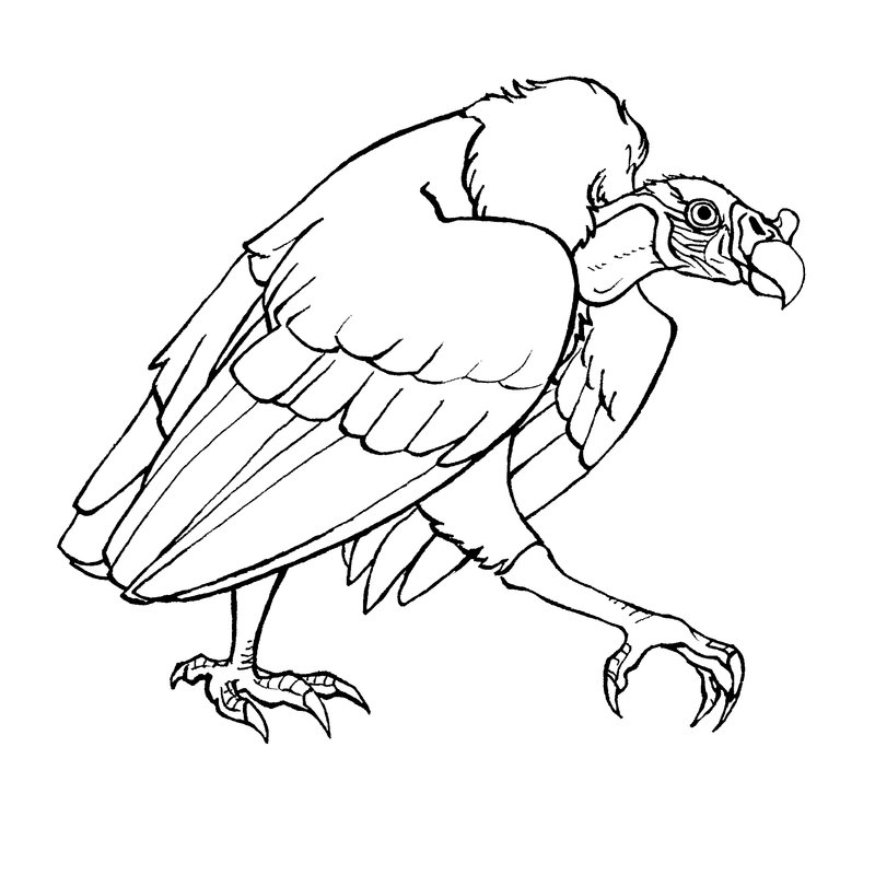 Vulture Drawing at GetDrawings | Free download