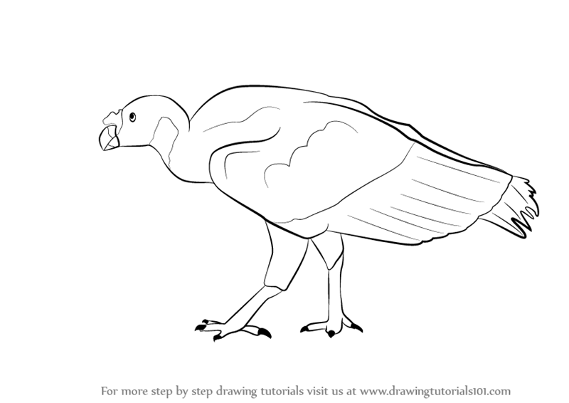 800x566 Learn How To Draw A Vulture (Birds) Step By Step Drawing Tutorials