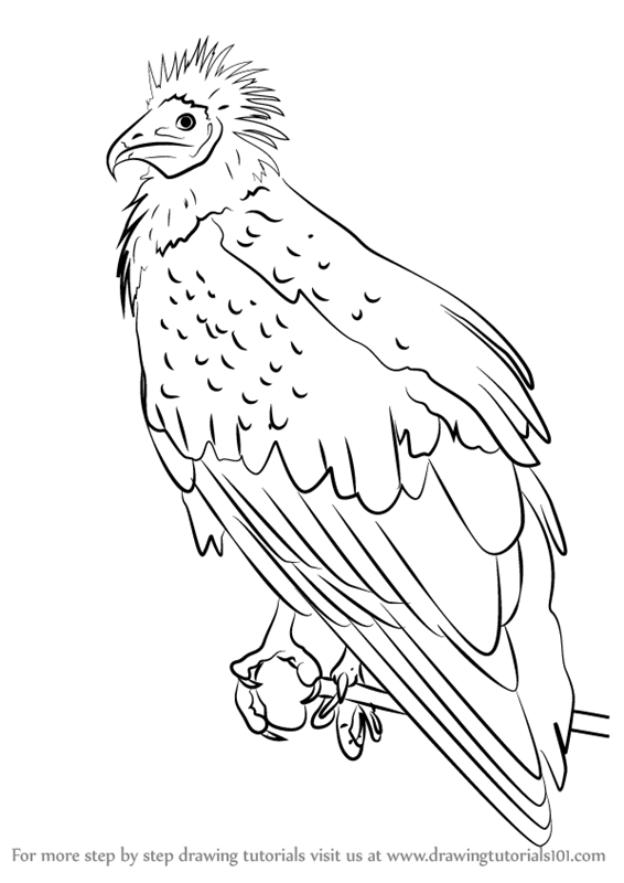 566x800 Learn How To Draw An Egyptian Vulture (Bird Of Prey) Step By Step