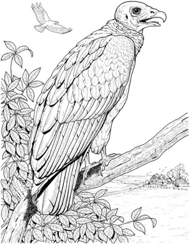 374x480 Perched Turkey Vulture Coloring Page Free Printable Coloring Pages