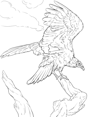 360x480 Realistic Turkey Vulture Coloring Page Free Printable Coloring Pages