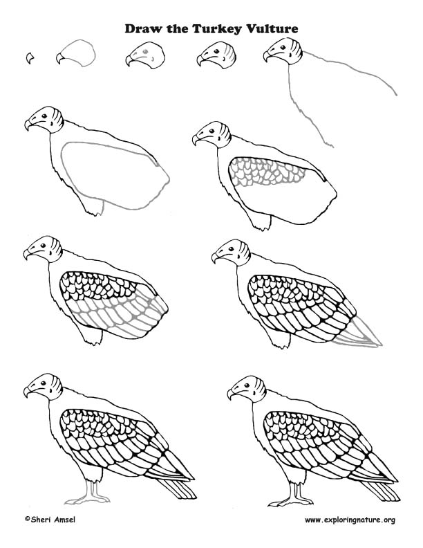612x792 Turkey Vulture Drawing Lesson
