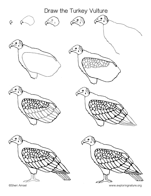 612x792 Vulture (Turkey) Drawing Lesson