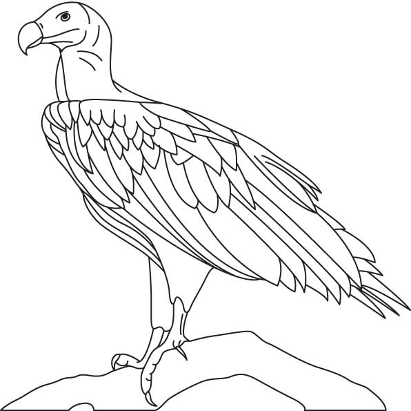596x595 Vulture Coloring Pages
