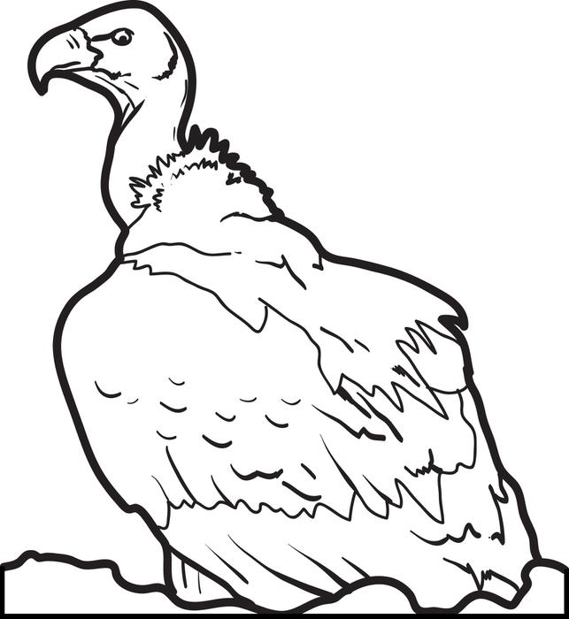 643x700 Free, Printable Vulture Coloring Page For Kids