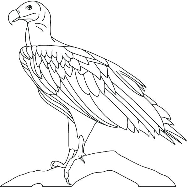 596x595 Best Vulture Coloring Pages Best