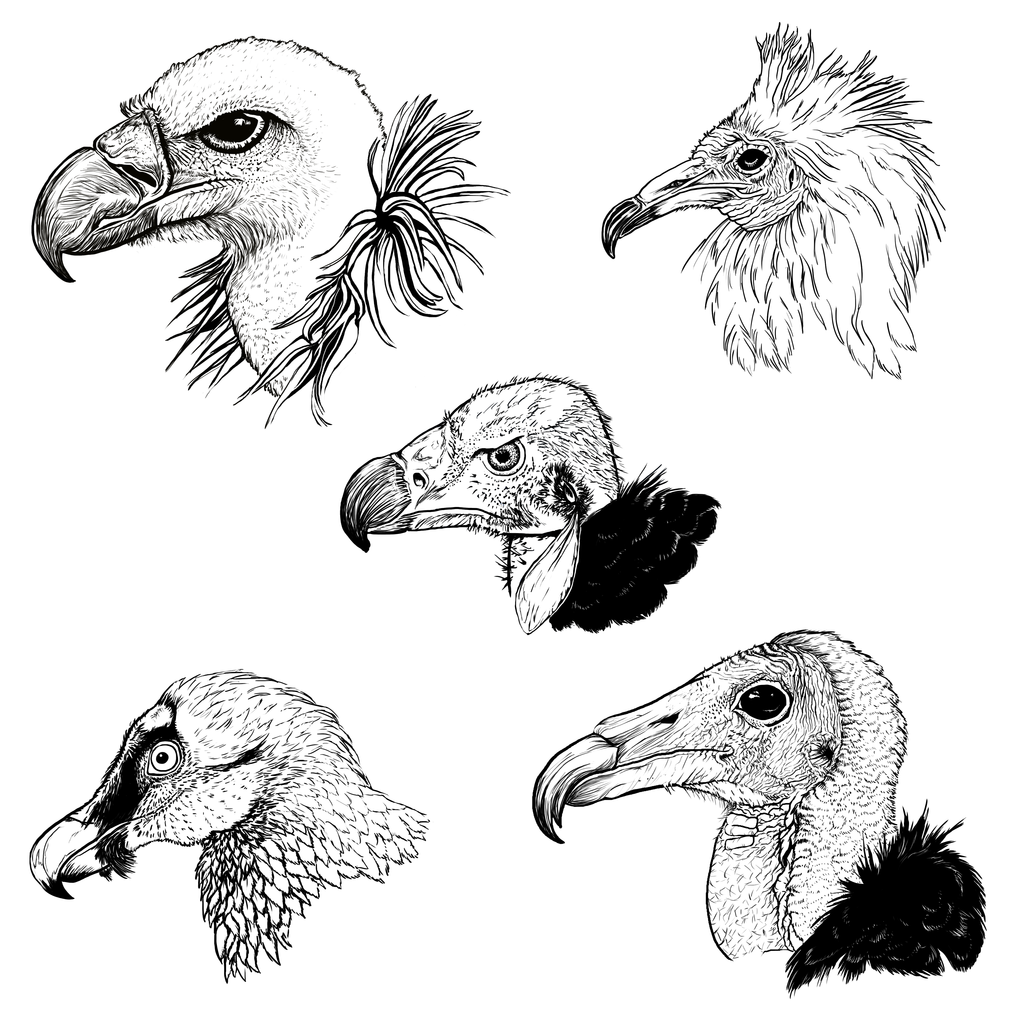1024x1024 Various Old World Vultures By Clairestclara