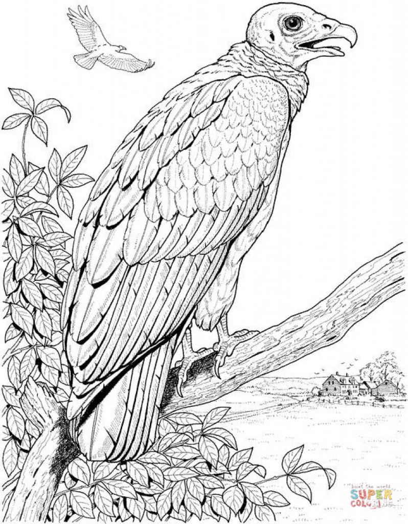 798x1024 Vulture Coloring Page