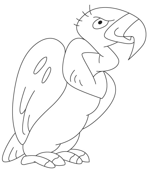612x700 Vulture Coloring Pages