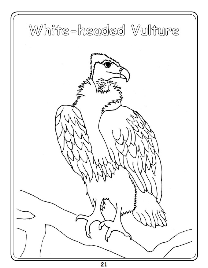 680x877 Vulture Colouring Iin Activities Page 2 Vulpro Kid's Corner