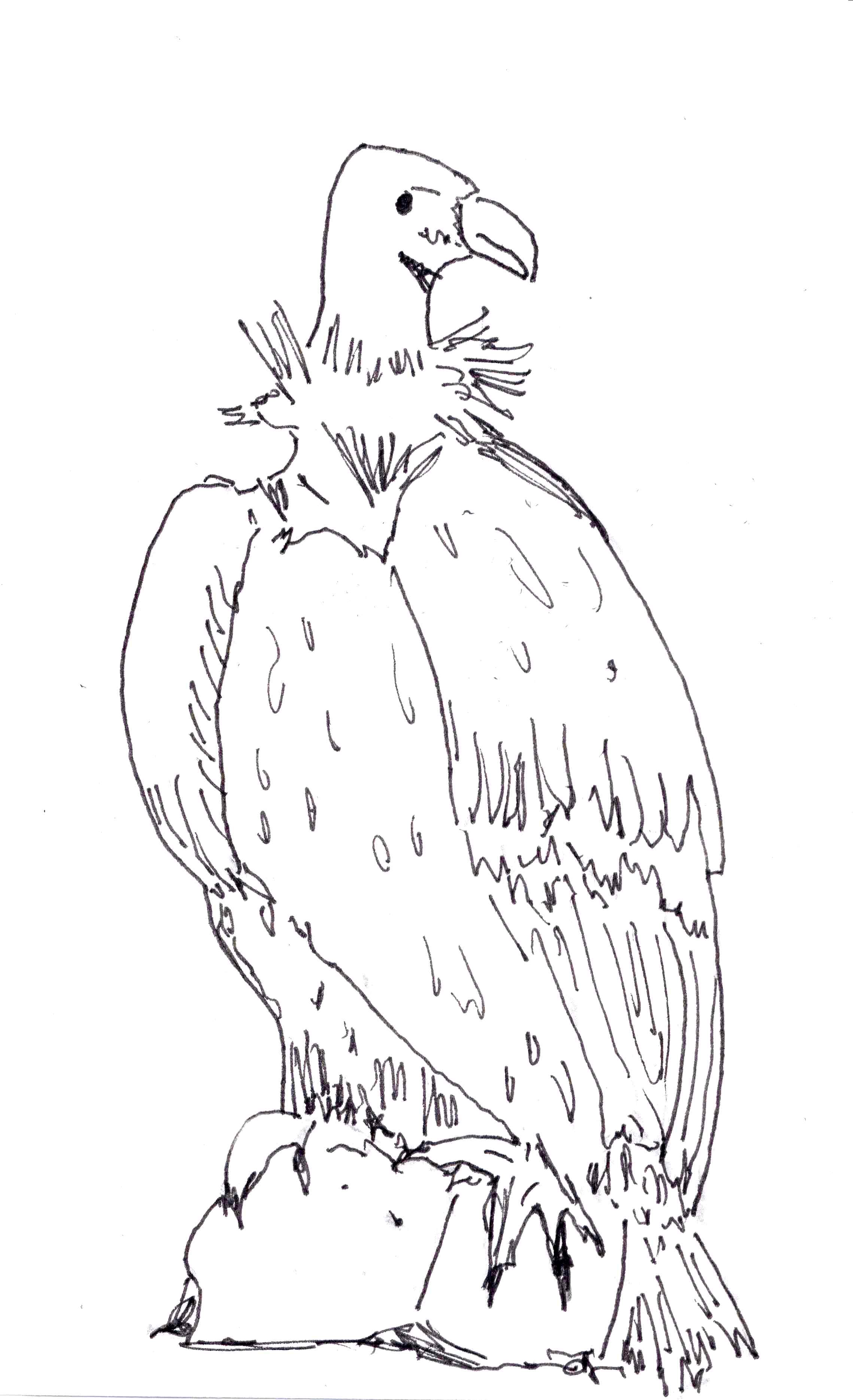 2278x3739 Awesome Free Vultures Bird Coloring Pages Printable For Kids