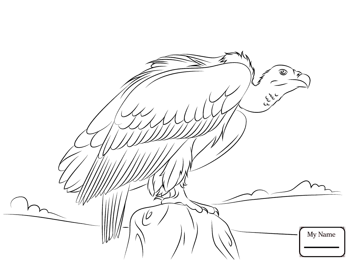 1224x913 Coloring Pages Black Vulture Birds Vultures