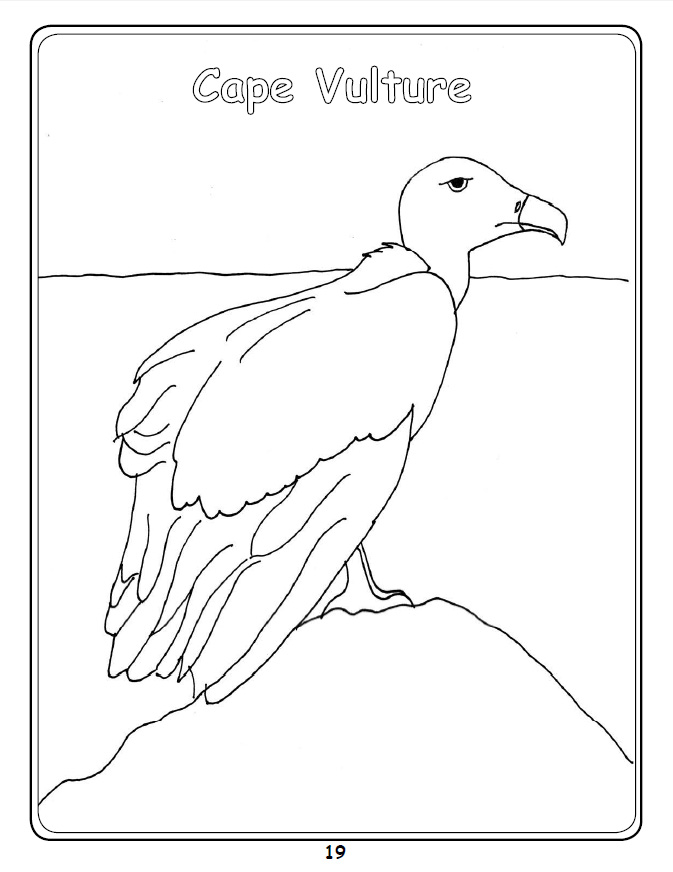 673x872 Cool Facts About Vultures Page 5 Vulpro Kid's Corner