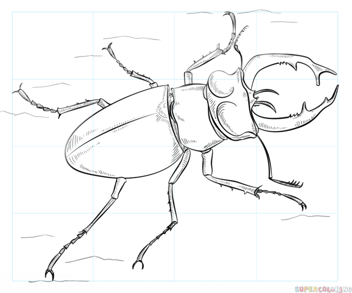 689x575 How To Draw A Stag Beetle Step By Step Drawing Tutorials