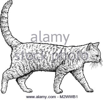 329x320 Head Cat. Sketch. Vector Illustration Stock Vector Art