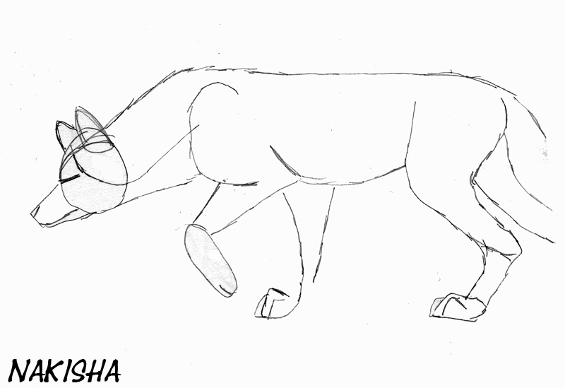 800x549 Walking Wolf Sketch By Nakishawolf