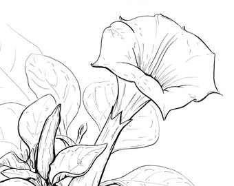 340x270 Verbena Flower Art Floral Art Pen And Ink Ink Drawing