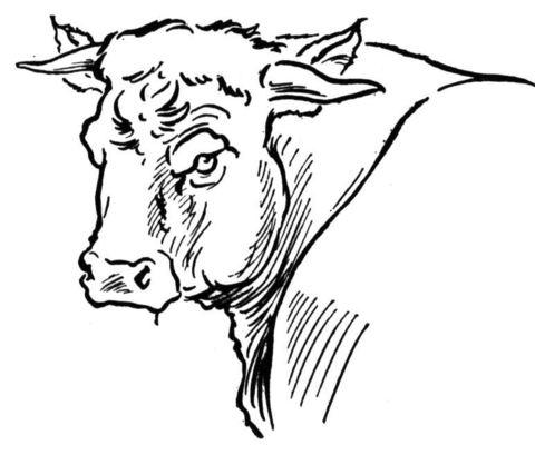 480x409 Bull Portait Coloring Page Free Printable Coloring Pages
