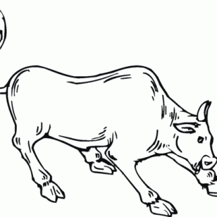 308x308 23 Pictures Of Bulls Coloring Pages